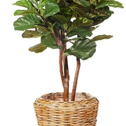Fiddle Leaf Tree Green 183cmh – thumbnail