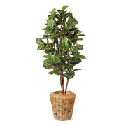 Fiddle Leaf Tree Green 183cmh – thumbnail