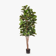 Fiddle Leaf Tree Green 213cmh – thumbnail