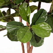 Fiddle Leaf Tree Green 213cmh – thumbnail