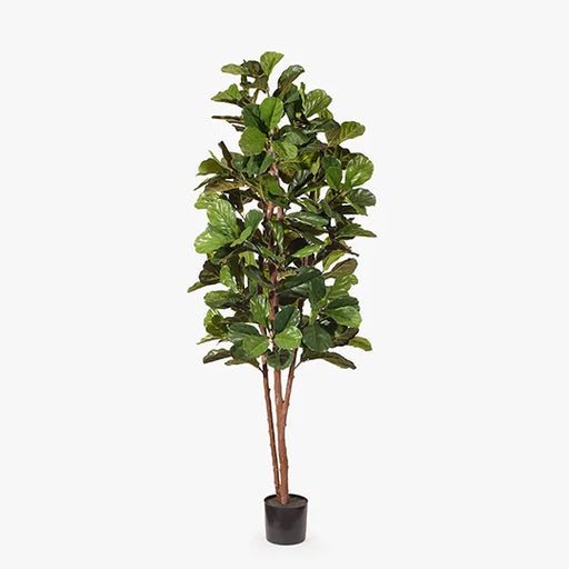 Fiddle Leaf Tree Green 213cmh
