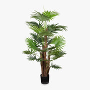 Palm Fan Plant Green 168cmh – thumbnail