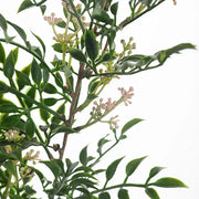 Seed Spray Green Pink 64cml