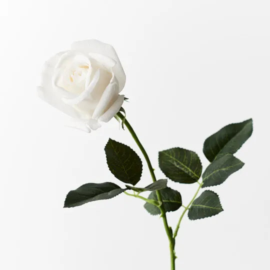 Rose Yvie Winter White 65cml