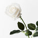 Rose Yvie Winter White 65cml
