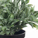 Jade Bush in Pot Grey Green 18cmh