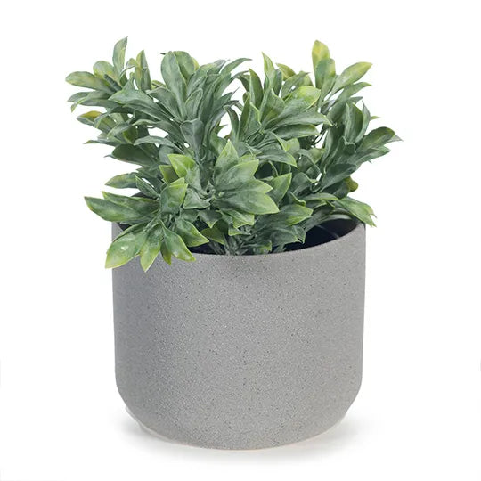 Jade Bush in Pot Grey Green 18cmh