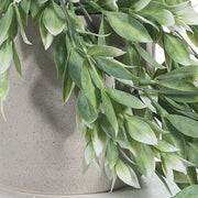 Ruscus Hanging Bush in Pot Green White 73cml – thumbnail