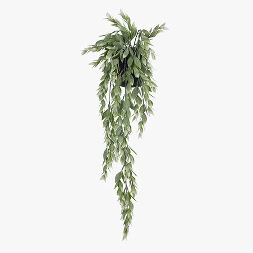 Ruscus Hanging Bush in Pot Green White 73cml