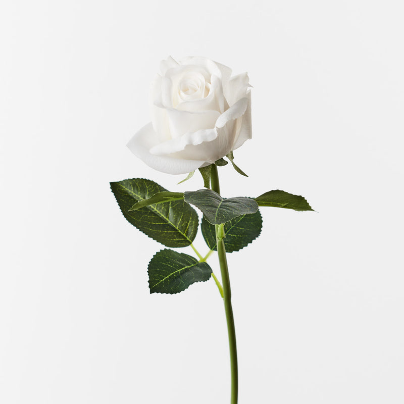 Rosebud Open Bella Winter White 38cml
