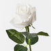 Rosebud Open Bella Winter White 38cml