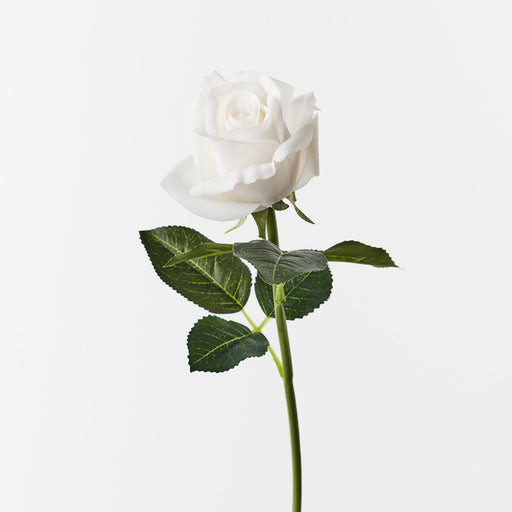 Rosebud Open Bella Winter White 38cml