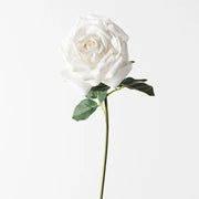 Rose Bella Winter White 37cml – thumbnail