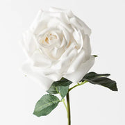 Rose Bella Winter White 37cml – thumbnail