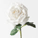 Rose Bella Winter White 37cml