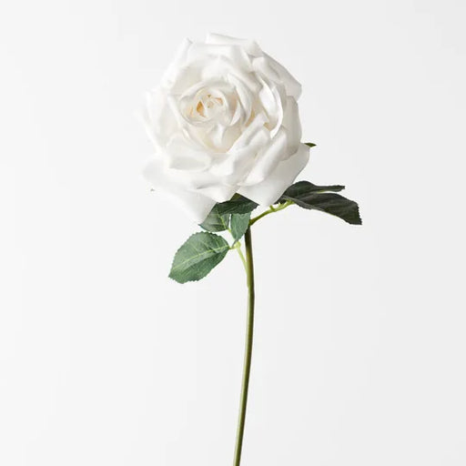 Rose Bella Winter White 37cml