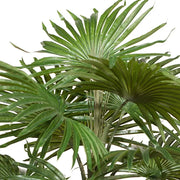 Palm Fan Plant Green 56cmh – thumbnail