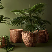 Palm Fan Plant Green 56cmh – thumbnail