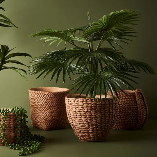 Palm Fan Plant Green 56cmh