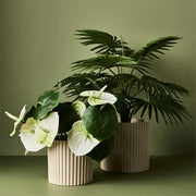 Palm Fan Plant Green 56cmh – thumbnail