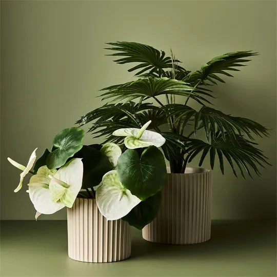 Palm Fan Plant Green 56cmh