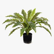 Fern Asplenium Plant Green 66cmw x 42cmh – thumbnail