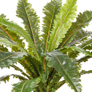 Fern Asplenium Plant Green 66cmw x 42cmh – thumbnail