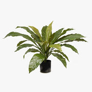 Fern Birds Nest Plant Green 66cmw x 42cmh – thumbnail