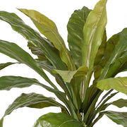 Fern Birds Nest Plant Green 66cmw x 42cmh – thumbnail