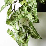 Syngonium Hanging Bush in Pot Green 72cml x 36cmh – thumbnail