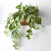 Syngonium Hanging Bush in Pot Green 72cml x 36cmh – thumbnail