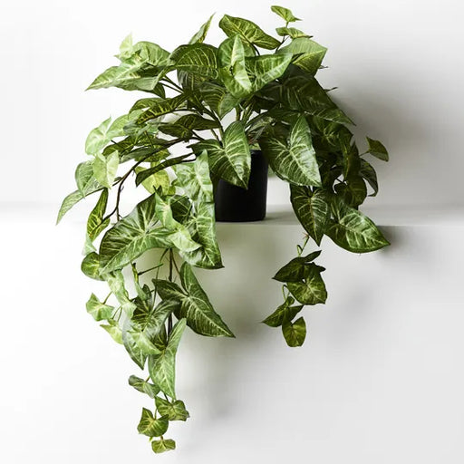 Syngonium Hanging Bush in Pot Green 72cml x 36cmh