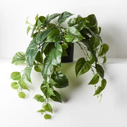 Philodendron Hanging Bush in Pot Green 72cml x 36cmh – thumbnail