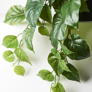 Philodendron Hanging Bush in Pot Green 72cml x 36cmh – thumbnail