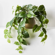 Philodendron Hanging Bush in Pot Green 72cml x 36cmh – thumbnail