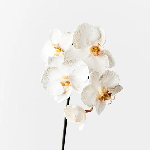Orchid Phalaenopsis Infused Mini Dove 51cml