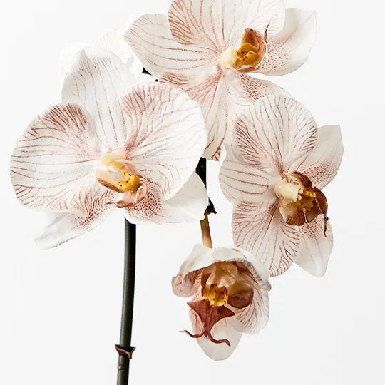 Orchid Phalaenopsis Infused Mini Latte 51cml
