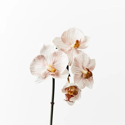 Orchid Phalaenopsis Infused Mini Latte 51cml