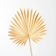 Palm Fan Butter Cream 66cml