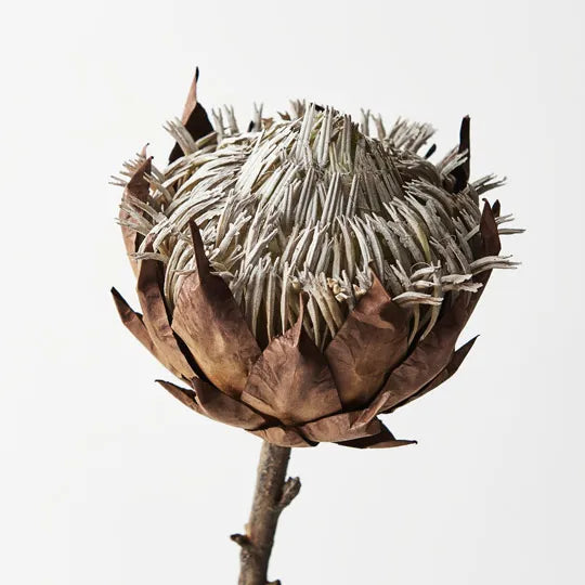 Protea King Brown 66cml
