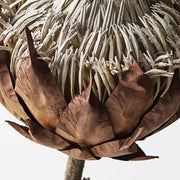 Protea King Brown 66cml