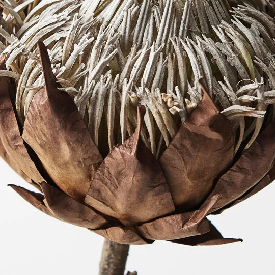 Protea King Brown 66cml