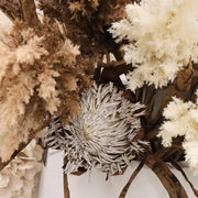 Protea King Brown 66cml