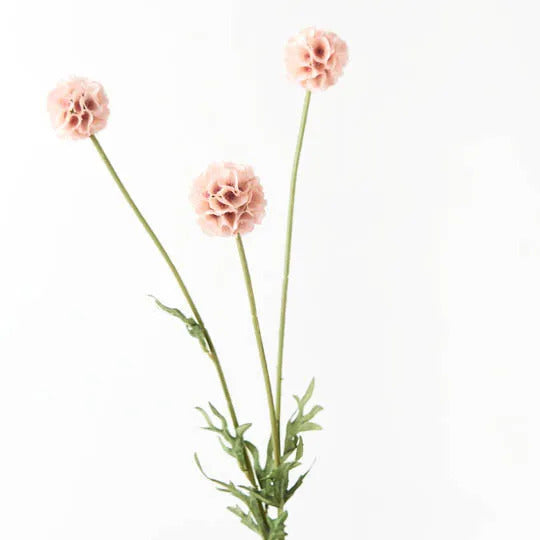 Scabiosa Stellata Spray Soft Pink 61cml