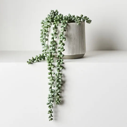 String of Pearls in Pot Grey Green 45cml