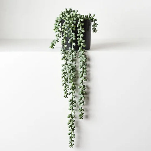 String of Pearls in Pot Grey Green 45cml