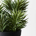 Succulent Senecio in Pot Grey Green 18cmw x 21cmh