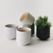 Succulent Senecio in Pot Grey Green 18cmw x 21cmh