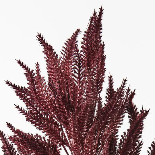 Sorghum Spray Burgundy 76cml