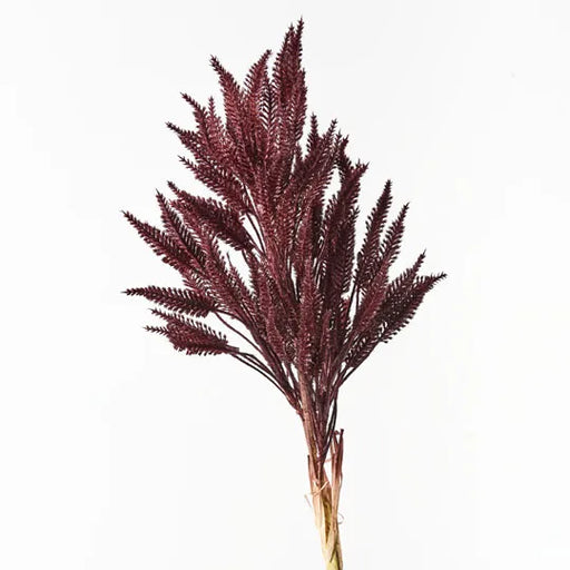 Sorghum Spray Burgundy 76cml